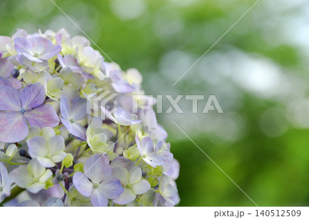 梅雨時期の花 紫陽花 梅雨時期の花 紫陽花 140512509