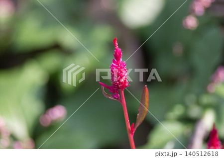 深紅のケイトウの花穂 緑ボケの晩秋クローズアップ 深紅のケイトウの花穂 緑ボケの晩秋クローズアップ 140512618