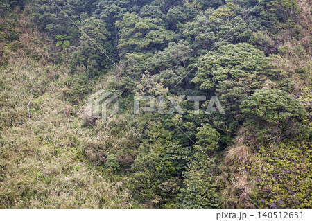 Yangmingshan Silver Grass Season with Dense Forest Canopy Below Yangmingshan Silver Grass Season with Dense Forest Canopy Below 140512631