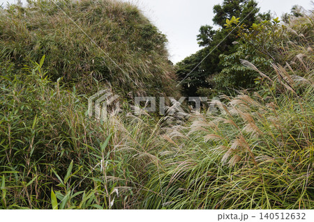 Dense Silver Grass Field on Misty Mountain Trail at Midday Dense Silver Grass Field on Misty Mountain Trail at Midday 140512632