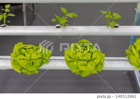 Fresh Salad Hydroponic System Fresh Salad Hydroponic System 140512662
