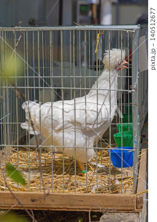 White Polish Chicken 140512677