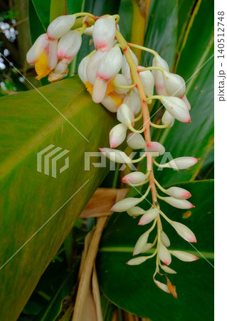 石垣島のゲットウの花のクローズアップ 石垣島のゲットウの花のクローズアップ 140512748