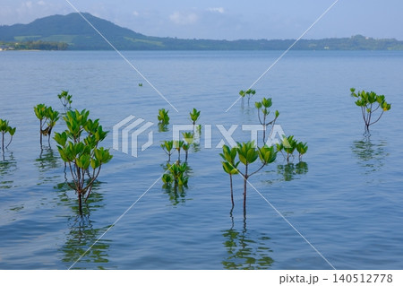 名蔵湾に植樹されたマングローブ 名蔵湾に植樹されたマングローブ 140512778