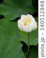 白い蓮の花一輪の写真 140512848