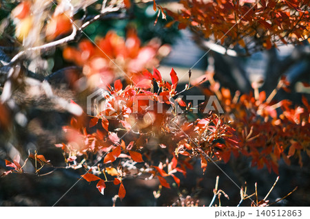 【#植物】紅葉 【#植物】紅葉 140512863