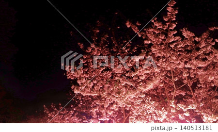 暗闇の夜空に浮かび上がる満開の春の夜桜 暗闇の夜空に浮かび上がる満開の春の夜桜 140513181