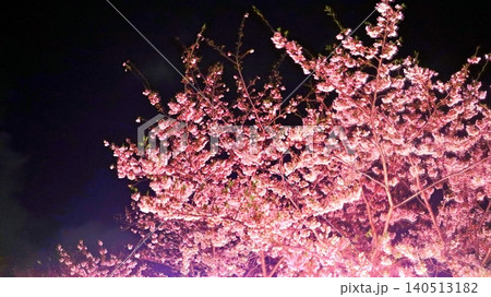暗闇の夜空に浮かび上がる満開の春の夜桜 暗闇の夜空に浮かび上がる満開の春の夜桜 140513182
