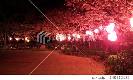 夜の公園を彩るライトアップされた春の夜桜 夜の公園を彩るライトアップされた春の夜桜 140513185