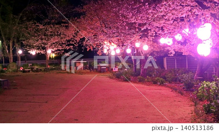 夜の公園を彩るライトアップされた春の夜桜 夜の公園を彩るライトアップされた春の夜桜 140513186
