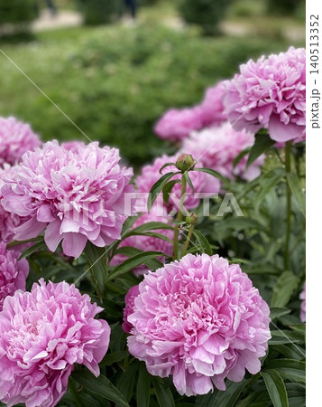 Pink peonies in full bloom with green leaves, perfect for nature background and floral themes Pink peonies in full bloom with green leaves, perfect for nature background and floral themes 140513352