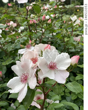 White and pink flowers with green leaves in garden setting suitable for background or nature themes 140513353