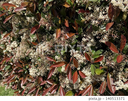 Floral bush with dense white flowers and red leaves in sunlight, suitable as a natural background Floral bush with dense white flowers and red leaves in sunlight, suitable as a natural background 140513371