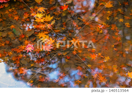 Autumn Zen Garden with Pond at Tenju an Kyoto Nov 26 2025 Autumn Zen Garden with Pond at Tenju an Kyoto Nov 26 2025 140513564