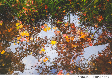 Autumn Zen Garden with Pond at Tenju an Kyoto Nov 26 2025 Autumn Zen Garden with Pond at Tenju an Kyoto Nov 26 2025 140513565