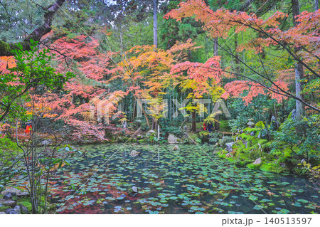 Autumn Zen Garden with Pond at Tenju an Kyoto Nov 26 2025 Autumn Zen Garden with Pond at Tenju an Kyoto Nov 26 2025 140513597