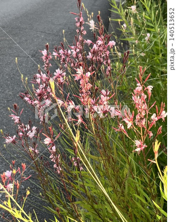 道端に咲くピンクのガウラ(白蝶草)リンドハイメリー 道端に咲くピンクのガウラ(白蝶草)リンドハイメリー 140513652