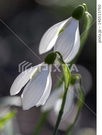blossoms of a snowdrop blossoms of a snowdrop 140513760
