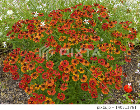 red and orange sneezeweed red and orange sneezeweed 140513761