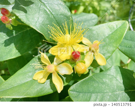 ヒペリカムの花と実 140513791