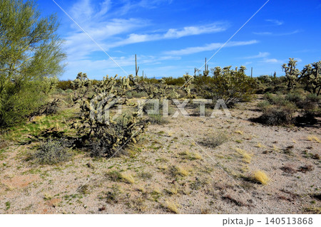 Old Saguaro Cactus Sonora desert Arizona Old Saguaro Cactus Sonora desert Arizona 140513868