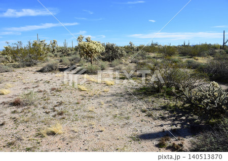 Old Saguaro Cactus Sonora desert Arizona 140513870