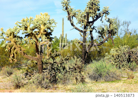 Old Saguaro Cactus Sonora desert Arizona Old Saguaro Cactus Sonora desert Arizona 140513873
