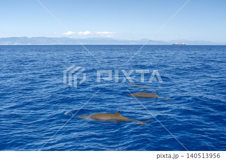 Group of three cuvier's beaked whale juvenile on sea surface Ziphius Cavirostris in mediterranean Sea, ultra rare to see with a container ship on the back Group of three cuvier's beaked whale juvenile on sea surface Ziphius Cavirostris in mediterranean Sea, ultra rare to see with a container ship on the back 140513956