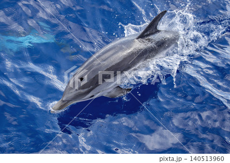 wild striped dolphin captured midair above sparkling blue ocean water entering water with nose, with spray and reflection emphasizing motion in marine wildlife seascape. wild striped dolphin captured midair above sparkling blue ocean water entering water with nose, with spray and reflection emphasizing motion in marine wildlife seascape. 140513960
