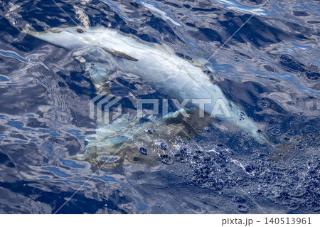 wild striped dolphin surfing under sea surface and looking at you with belly up wild striped dolphin surfing under sea surface and looking at you with belly up 140513961