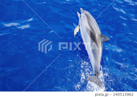 Open mouth smiling wild striped dolphin captured midair above sparkling blue ocean water, with spray and reflection emphasizing motion, playfulness and freedom in a bright marine wildlife seascape. 140513962