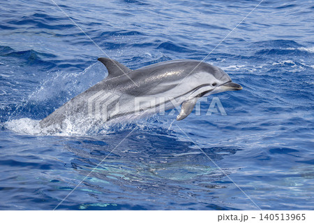 wild striped dolphin captured midair above sparkling blue ocean water, with spray and reflection emphasizing motion, playfulness and freedom in a bright marine wildlife seascape. wild striped dolphin captured midair above sparkling blue ocean water, with spray and reflection emphasizing motion, playfulness and freedom in a bright marine wildlife seascape. 140513965