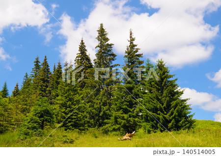 Scenic horizontal view of tall green pine trees growing on a lush mountain meadow under a bright blue sky with white clouds, capturing beautiful wilderness nature. Scenic horizontal view of tall green pine trees growing on a lush mountain meadow under a bright blue sky with white clouds, capturing beautiful wilderness nature. 140514005