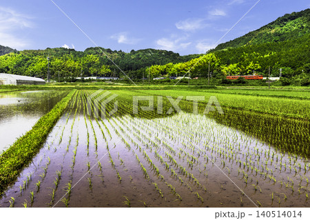 田植えの終わった田園を列車が走る田舎の風景 田植えの終わった田園を列車が走る田舎の風景 140514014