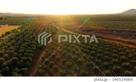 Olive trees plantation in Andalusia at sunset Olive trees plantation in Andalusia at sunset 140514069