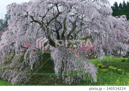 瀧のような奈良県大宇陀の又兵衛桜 瀧のような奈良県大宇陀の又兵衛桜 140514224