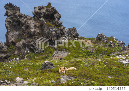 函館恵山で出会ったキタキツネ 北海道の野生動物と海を望む山岳風景 函館恵山で出会ったキタキツネ 北海道の野生動物と海を望む山岳風景 140514355