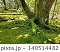 木漏れ日が差し込む美しい日本庭園・兼六園の瑞々しい苔と巨木の根 140514482