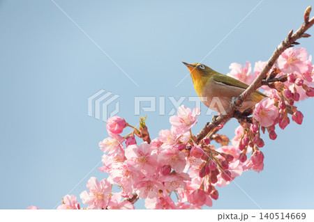 春を告げる河津桜とメジロ 140514669