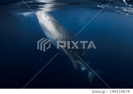 Whale shark feeding in blue sea, underwater wildlife scene Whale shark feeding in blue sea, underwater wildlife scene 140514674