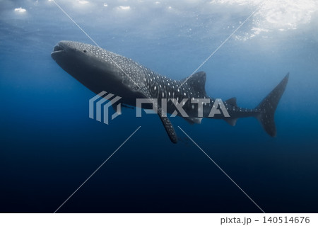 Whale shark in ocean blue water, underwater scene Whale shark in ocean blue water, underwater scene 140514676