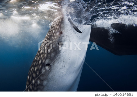Underwater close up view of whale shark swimming beneath surface in blue ocean, shark feeding 140514683