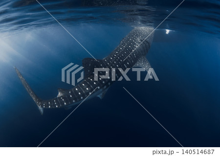 Whale shark feeding in clear blue water Whale shark feeding in clear blue water 140514687