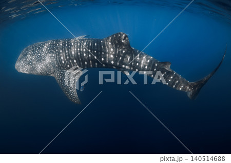 Whale shark underwater in blue water, ocean wildlife scene Whale shark underwater in blue water, ocean wildlife scene 140514688