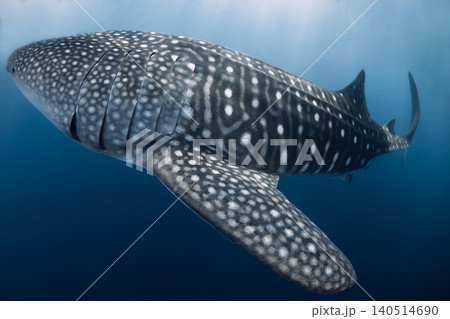 Whale shark underwater in blue water, close up 140514690