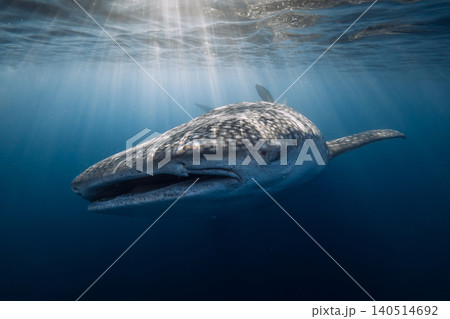 Whale shark in blue sea, underwater marine wildlife scene with sunlight 140514692