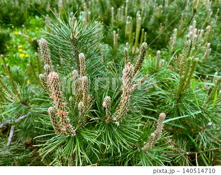 Closeup of young pine trees with fresh spring growth and elongated new shoots in green forest Closeup of young pine trees with fresh spring growth and elongated new shoots in green forest 140514710