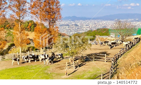 秋色に染まる牧場と牛たちのいる高原風景 秋色に染まる牧場と牛たちのいる高原風景 140514772