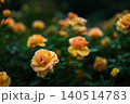 黄色いバラ 140514783