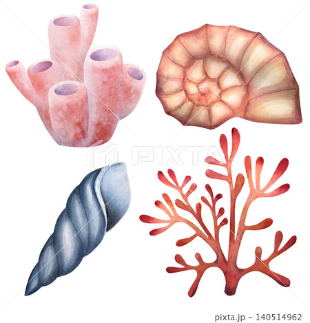Hand painted watercolor collection of marine elements including coral, sponge, shell and fossil. Coastal clipart inspired by northern seas, perfect for stationery, fabric, nursery and branding Hand painted watercolor collection of marine elements including coral, sponge, shell and fossil. Coastal clipart inspired by northern seas, perfect for stationery, fabric, nursery and branding 140514962